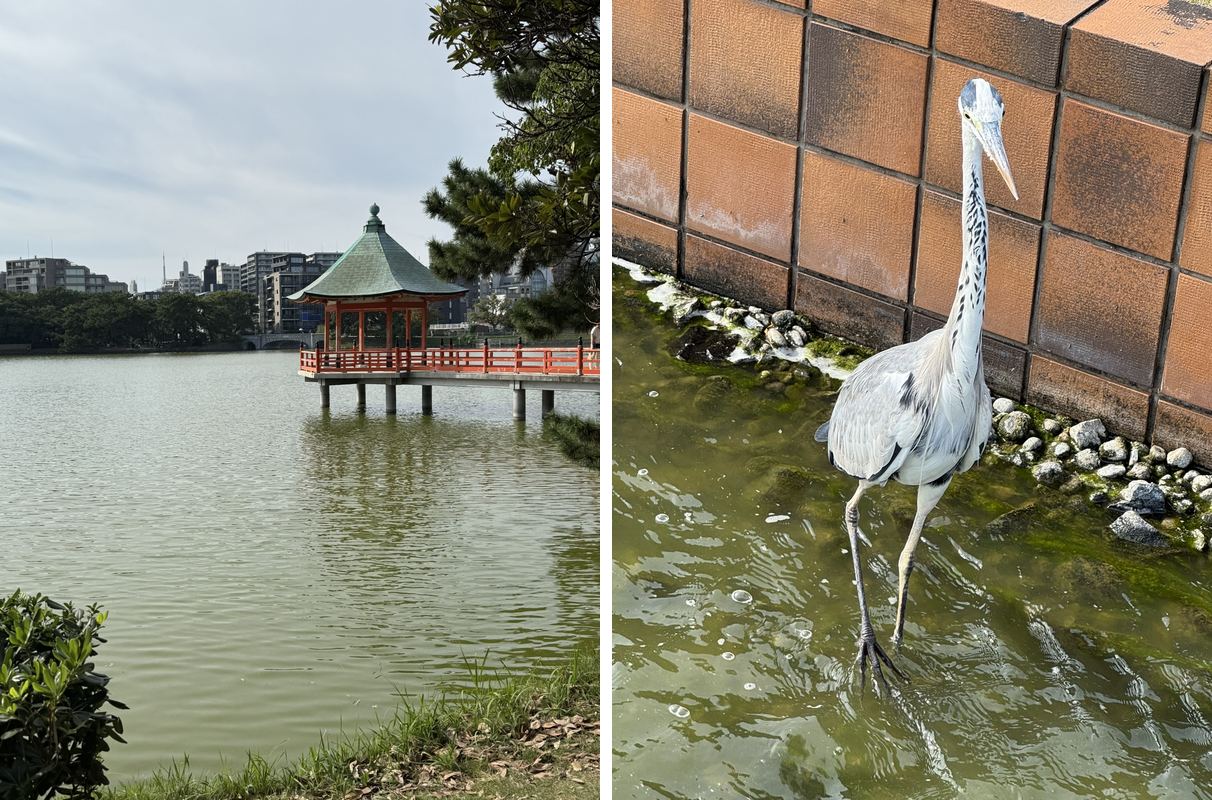 Left: the red and green Ukimido pavilion standing over the Ohori Park lake. Right: a grey heron wading next to a tiled wall